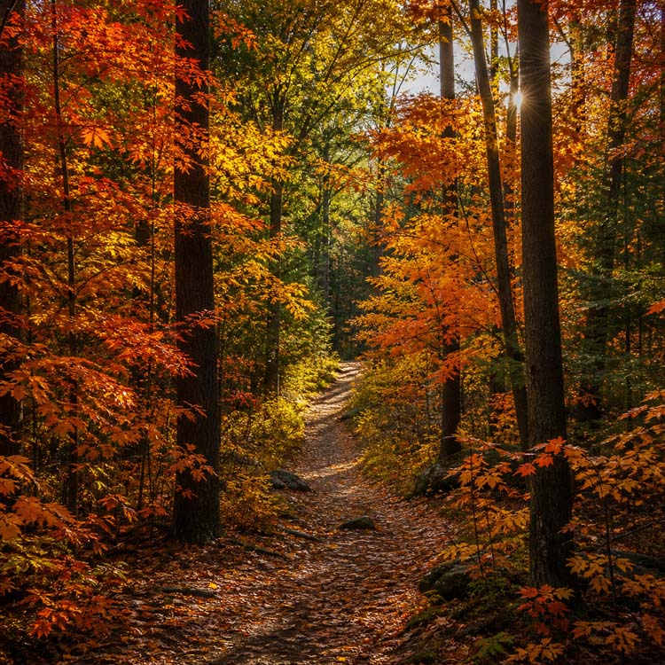 Michigan Fall Trails That Showcase Autumn at Its Best