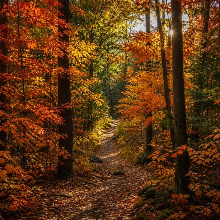 Michigan Fall Trails That Showcase Autumn at Its Best