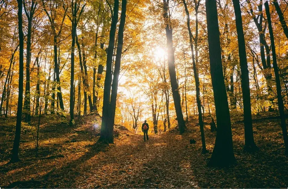 Embrace the Beauty of Autumn: Michigan’s Fall Trails