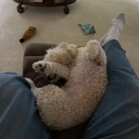 A Day in the Life of Cash the Traveling Poochon