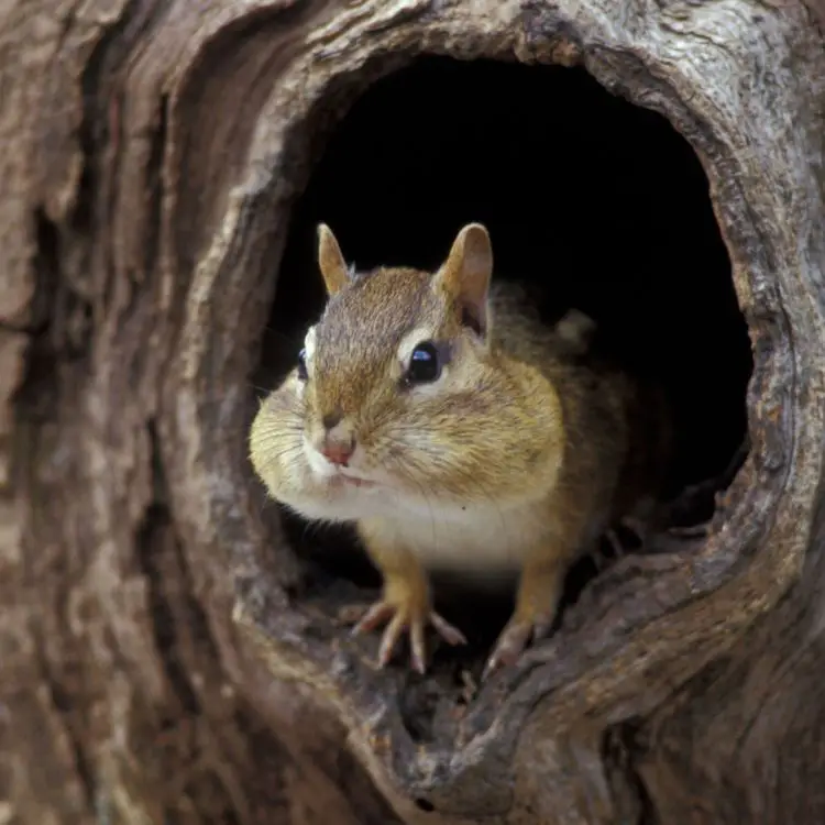 Grandma Cooper’s Chipmunk, Michigan’s Unsung Weather Prophet