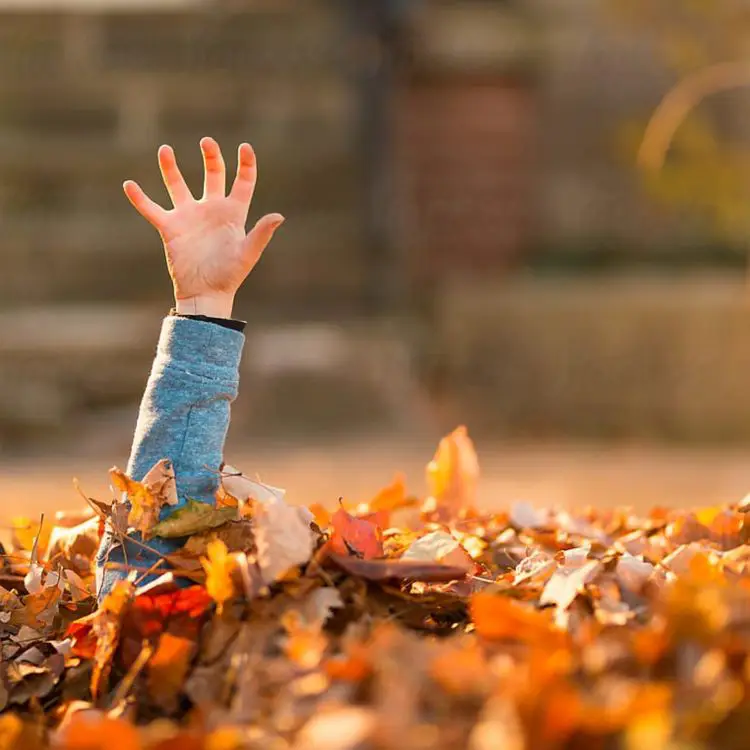 The Fall of Leaves and the Rise of Lessons at Grandma Cooper’s Cottage