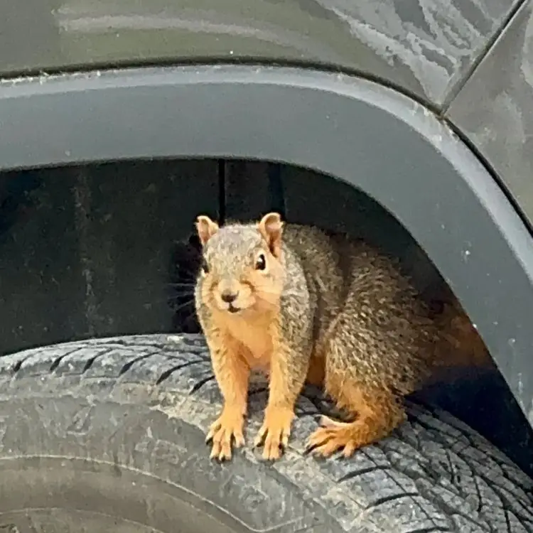 Winter RV Pest Defense: Stop Critters Before They Take Over