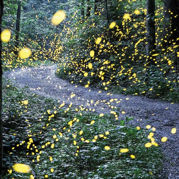 Win the Great Smoky Mountains Firefly Lottery This Year